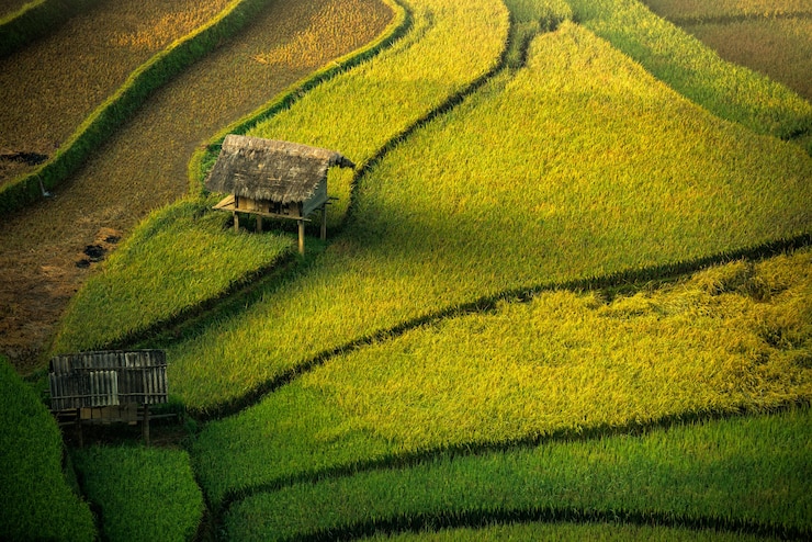 Foto terrasvormige rijstvelden veld landschap van mu cang chai, yenbai, noord-vietnam