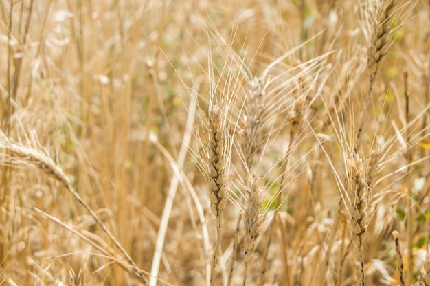 Земной климат и убранные поля пшеницыкрупный план колосьев пшеницы