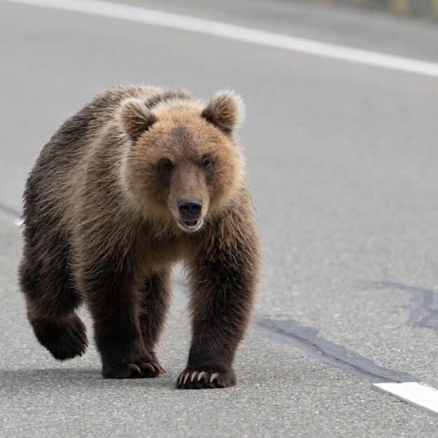 Ужасный дикий бурый медведь идет по асфальтированной дороге