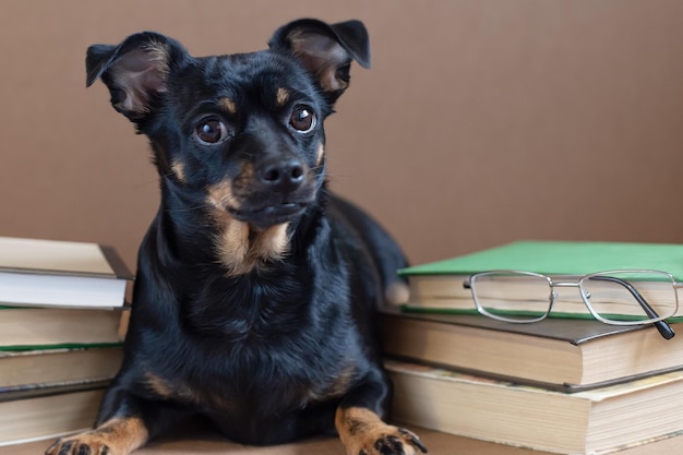 A terrier cute purebred dog glasses and books pets