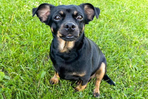 芝生の上のテリアかわいい純血種の犬 ペットの肖像画