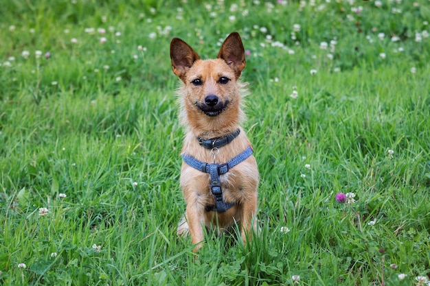 Terrier dog looks at the camera on a green meadow with flowers.