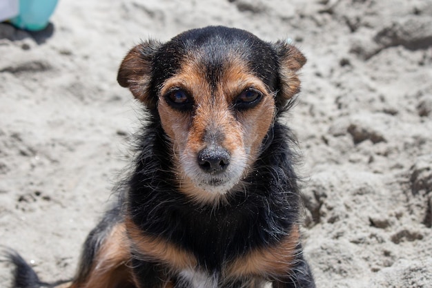 Terrier mix dog playing at the beach