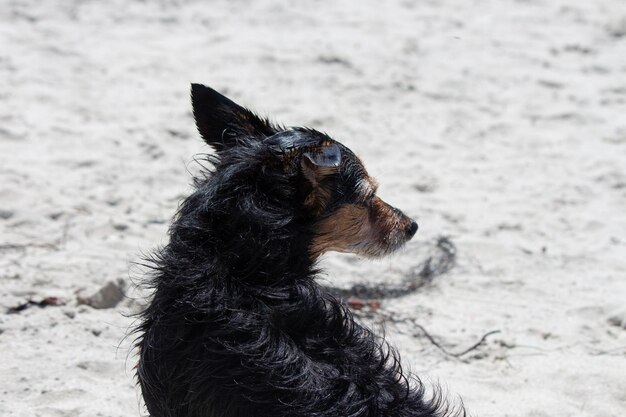 Terrier mix dog playing at the beach