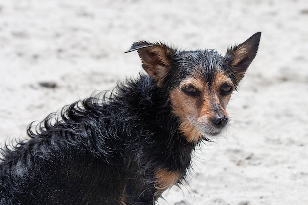 Terrier mix dog playing at the beach