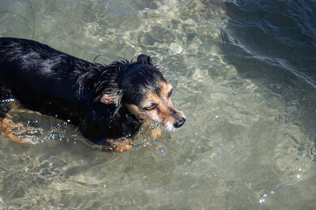 Собака терьера играет и плавает на пляже