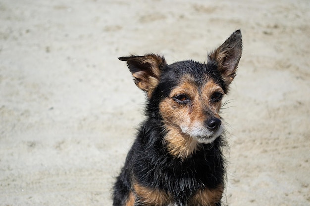 Terrier mix dog playing and swimming at the beach