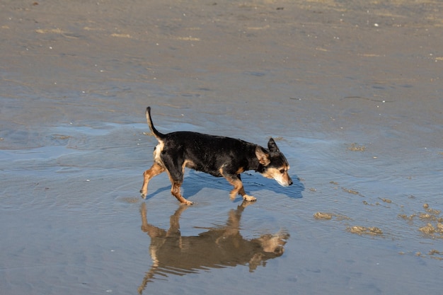 Terrier mix dog playing and swimming at the beach