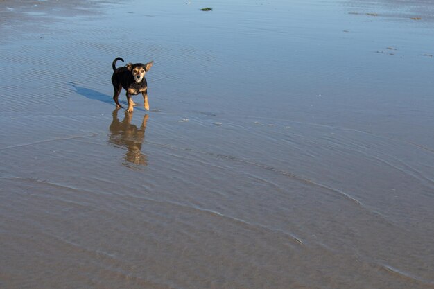 Terrier mix dog playing and swimming at the beach