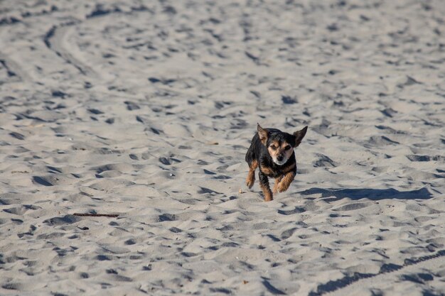 Terrier mix dog playing and swimming at the beach