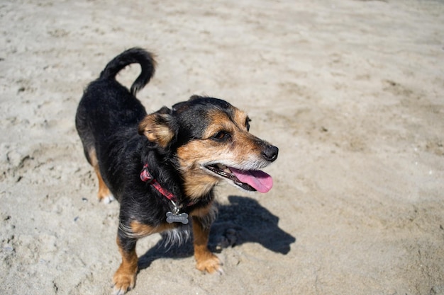 Terrier mix hond spelen en zwemmen op het strand