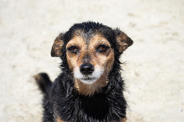 Terrier mix hond spelen en zwemmen op het strand