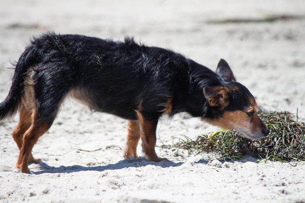 Terriër mix hond spelen op het strand