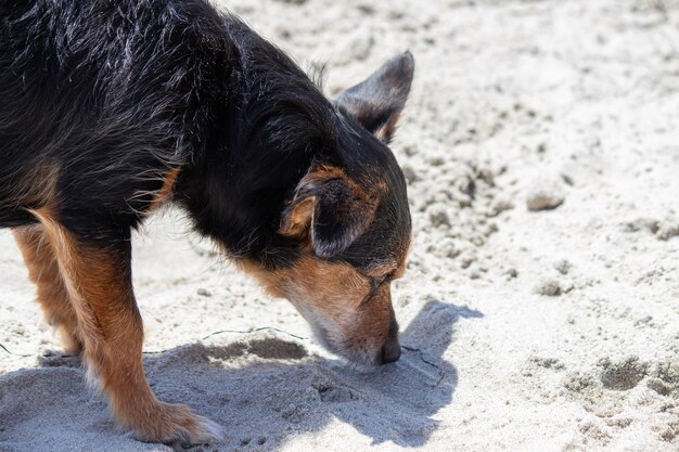 Terriër mix hond spelen op het strand