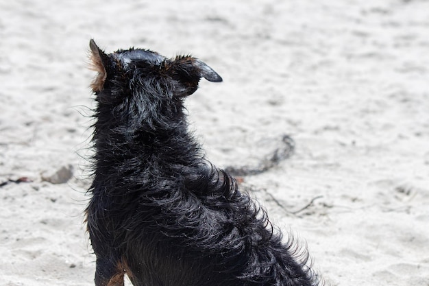 Terriër mix hond spelen op het strand