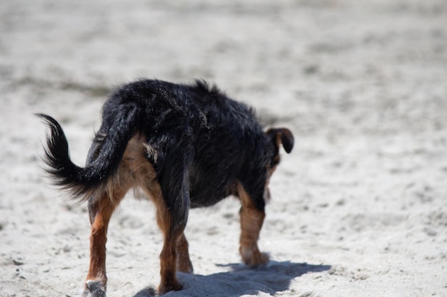 Terriër mix hond spelen op het strand