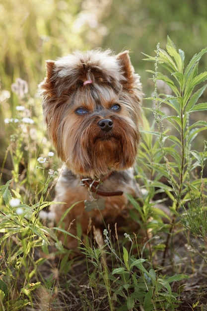 Terrier op een de zomerweide