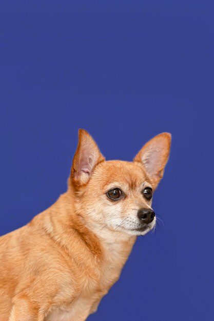 A terrier Portrait of a thoroughbred dog on a blue background Pets