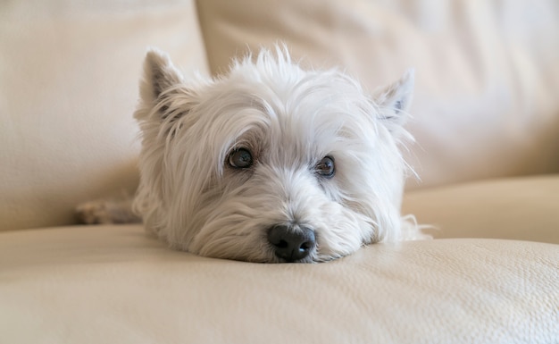 Photo terrier posing laying in the sofa