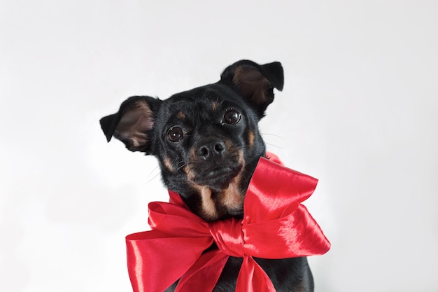 A terrier A thoroughbred dog with a red bow Portrait Holidays and events