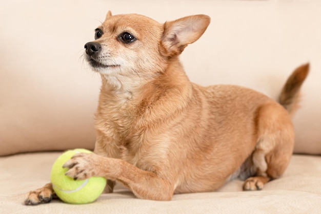 A terrier A thoroughbred dog with a toy Closeup Animal themes Magazine cover