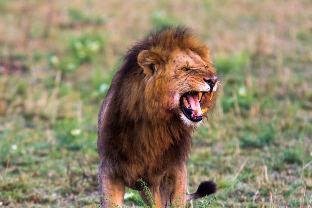 Terrifying roar of a african lion. Masai Mara, Kenya