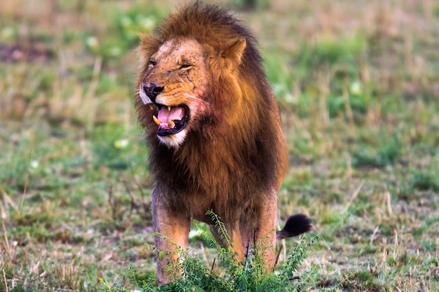 Terrifying roar of a lion. Masai Mara, Kenya