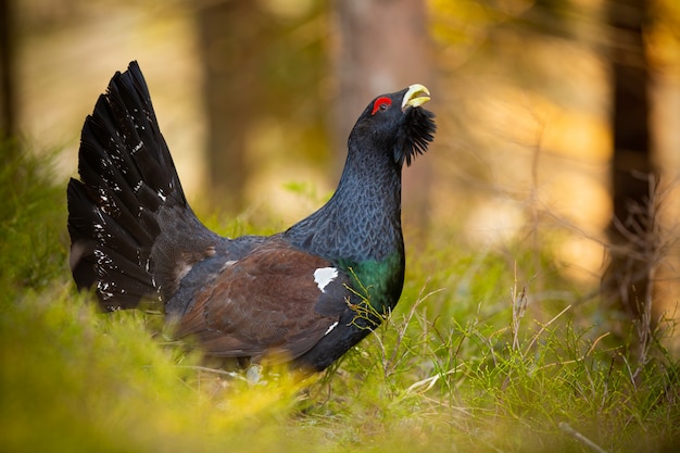 Territoriaal westelijk auerhoenmannetje bij het streven naar grond in de lentebos bij zonsopgang.