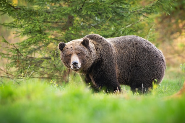 Territorial brown bear male looking on glade with green grass