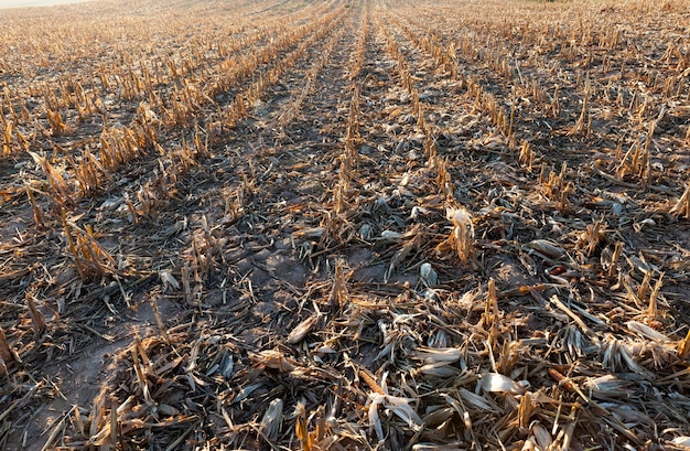 Territory Agricultural field with stubble from the harvest of corn