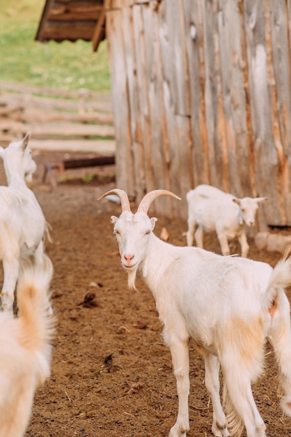 The territory of the goat farm Goats