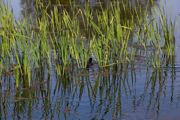 The territory of a swampy area in the summer