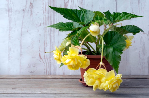 Terry ampelous yellow begonia in a pot. Floriculture, hobby, home flowers.