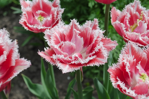 Tulipano con frange in giardino.