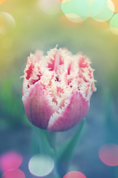 Терри бахромчатый тюльпан Квинсленд в саду
