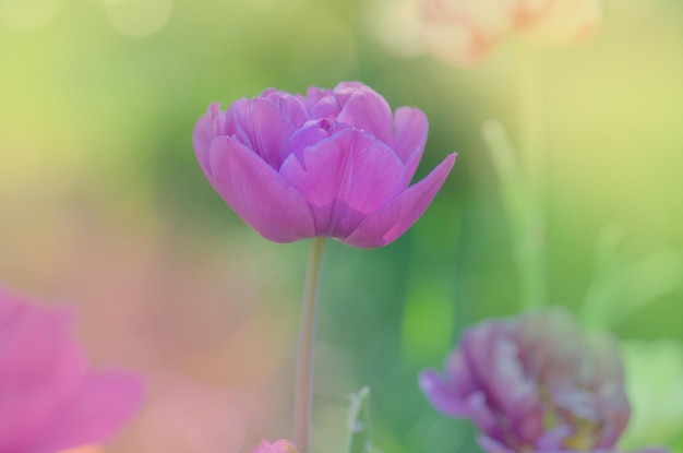 Terry full violet purple Peonyflowering lilac double tulip flower