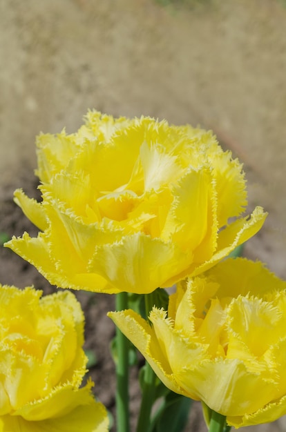 Terry gele tulpen Mooie gele tulp op groene achtergrond