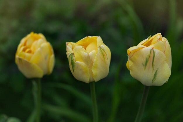 Terry gele tulpen Schoonheid van Apeldoorn Mooie gele tulp op groene achtergrond