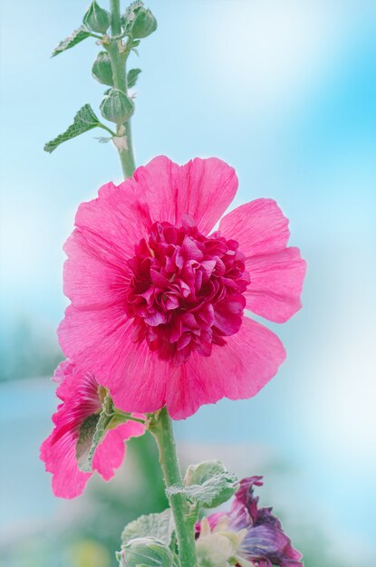 Terry mallow garden plant