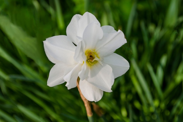 Terry Narcissus (Daffodils) flowers. Spring nature