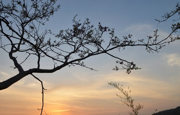 terug boom en berglandschap bij zonsondergang