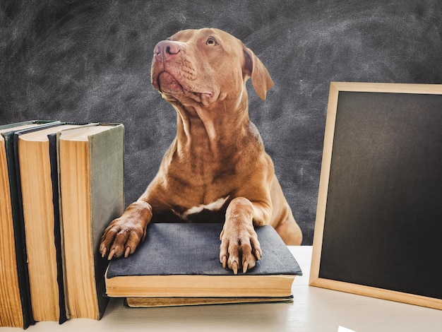 Terug naar school Lieve schattige puppy en vintage boeken