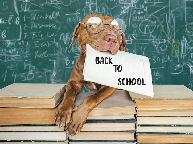 Terug naar school lieve schattige puppy en vintage boeken