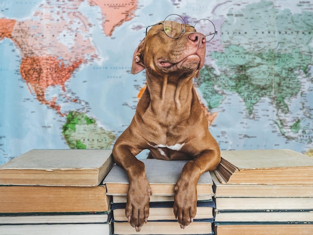 Terug naar school Lieve schattige puppy en vintage boeken