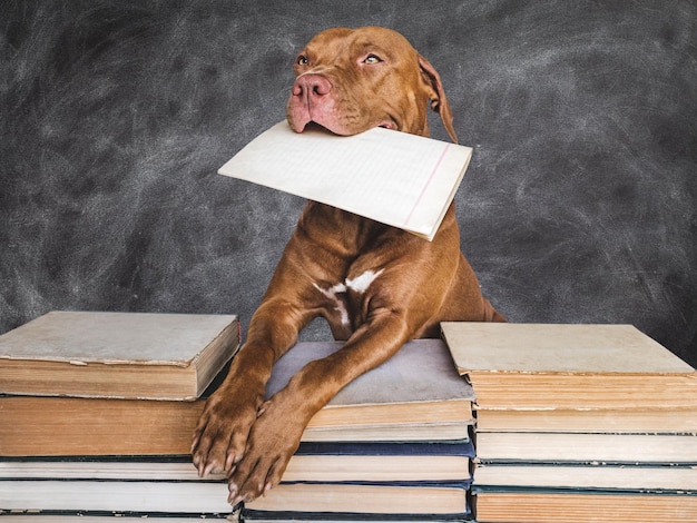 Foto terug naar school lieve schattige puppy en vintage boeken