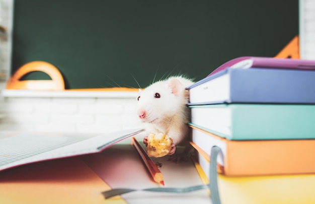 Terug naar school. Onderwijs, wetenschapsconcept met rat.