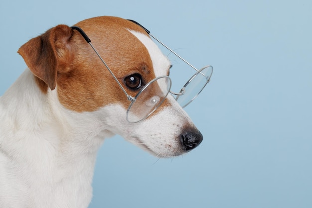 Terug naar schoolhond met bril Coole nerdstijl