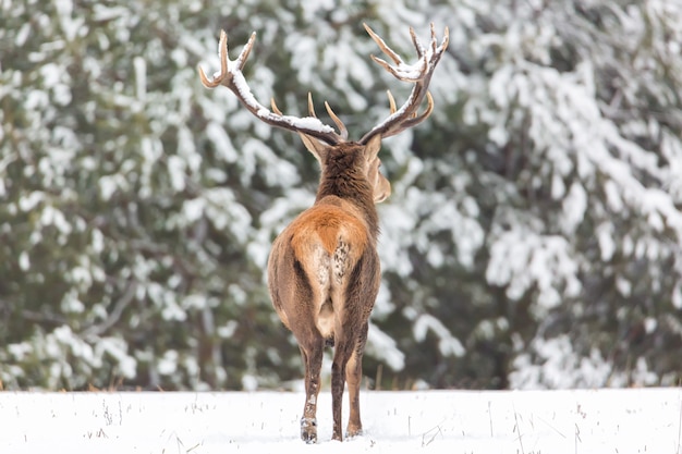 Terug van herten in de winterbos.