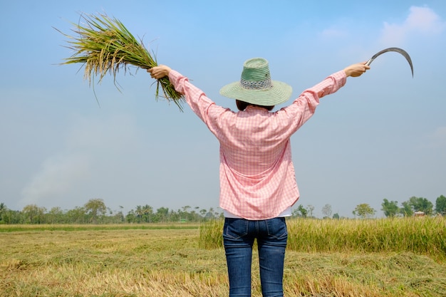 Terug van landbouwersvrouw die de sikkel van de hoedenholding dragen aan het oogsten van padieveld in padieveld Thailand.