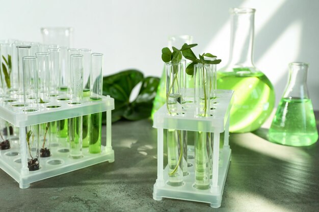 Photo test tubes with plants in holder on table